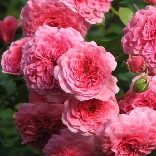 Rosa Les Quatre Saisons® - roz - Trandafir copac cu trunchi înalt - cu flori tip trandafiri englezești - coroană curgătoare